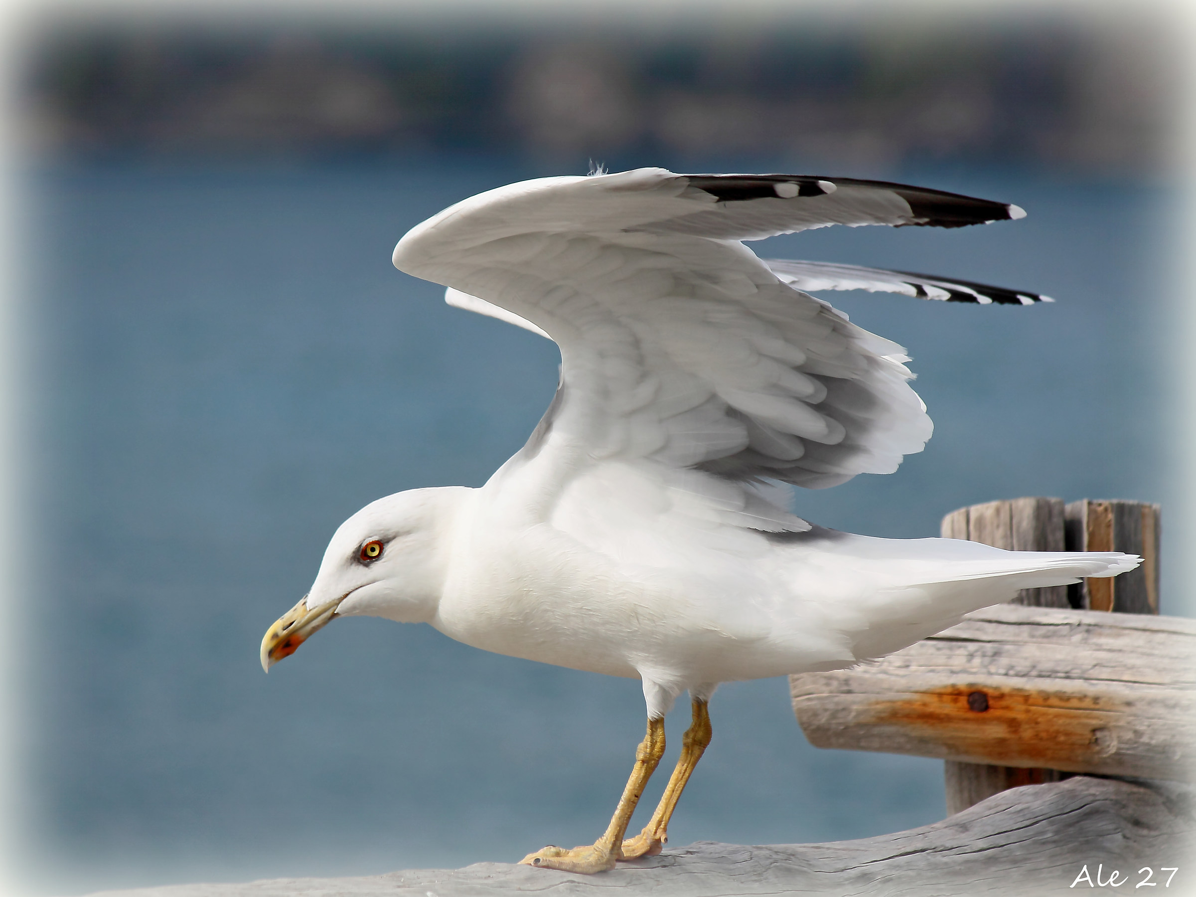 ... I'm just a seagull ... I like to fly ...
