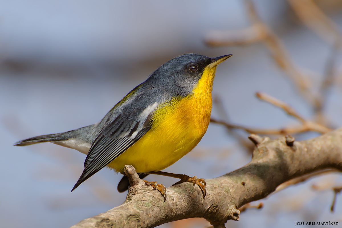 Tropical Parula (Parula Pitiayumi)