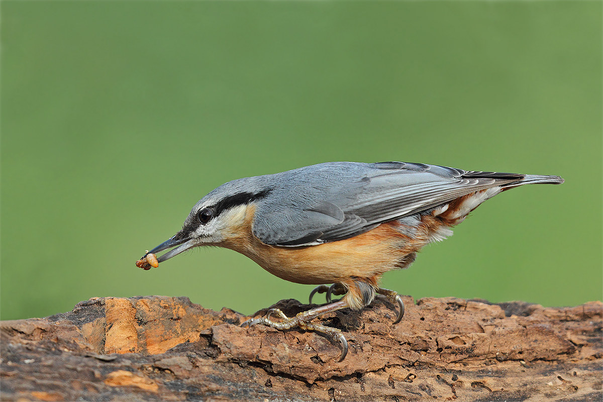nuthatch