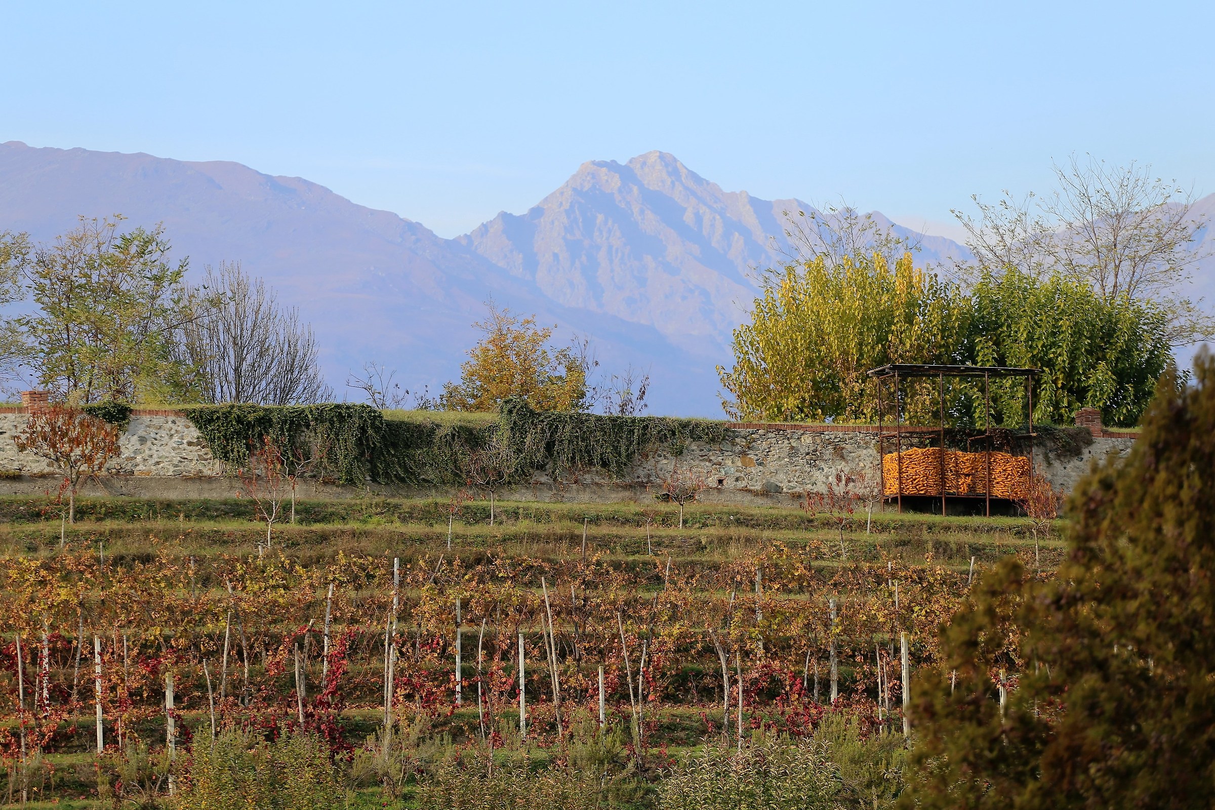 Albiano d'Ivrea - vigneti d'autunno