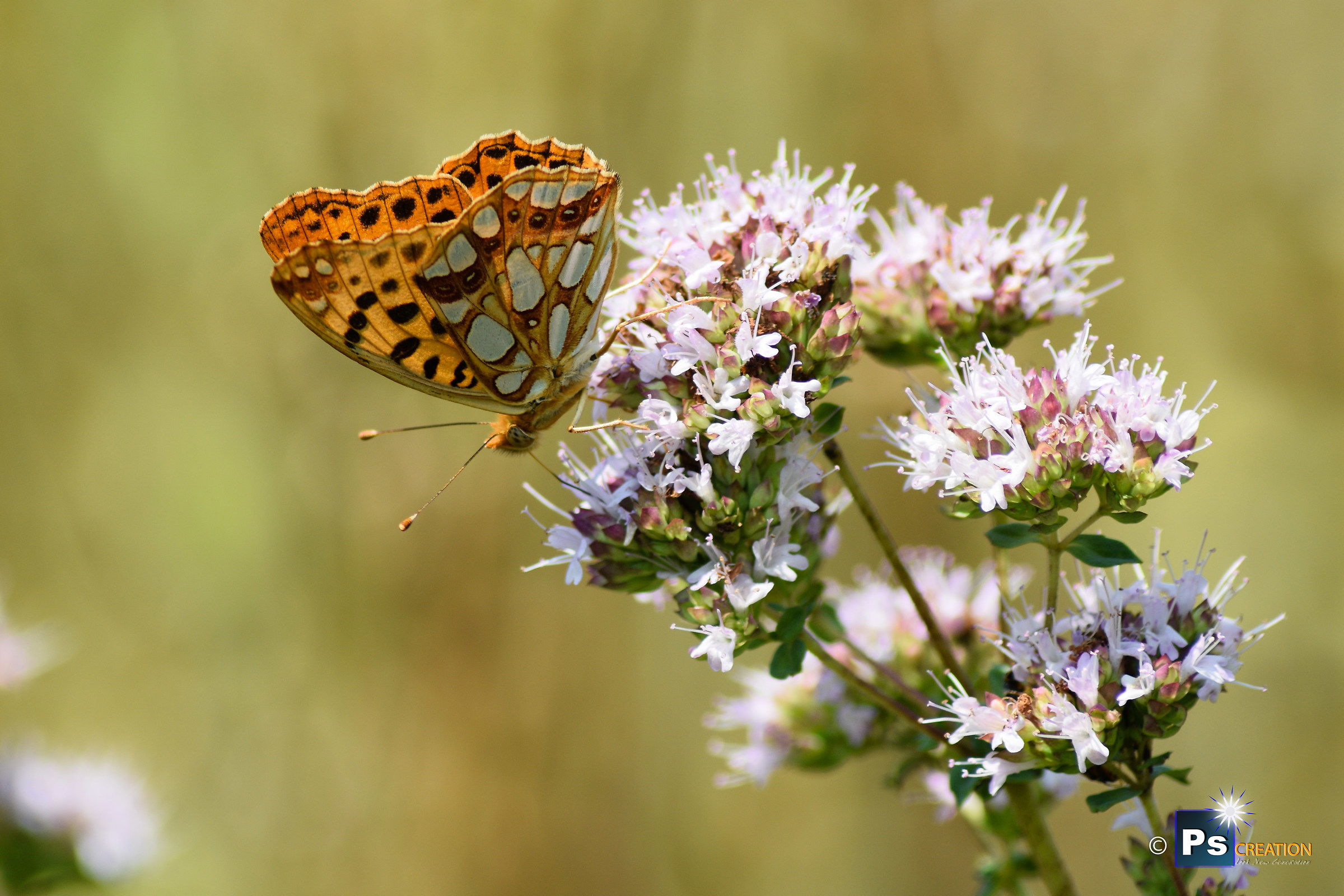 Randring Perlmutterfalter Buterfly/Boloria eunomia