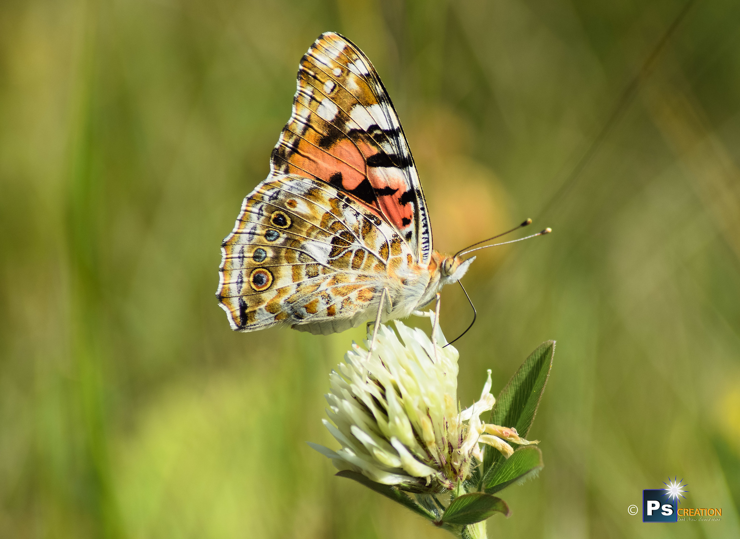 Vanessa cardui/Painted lady
