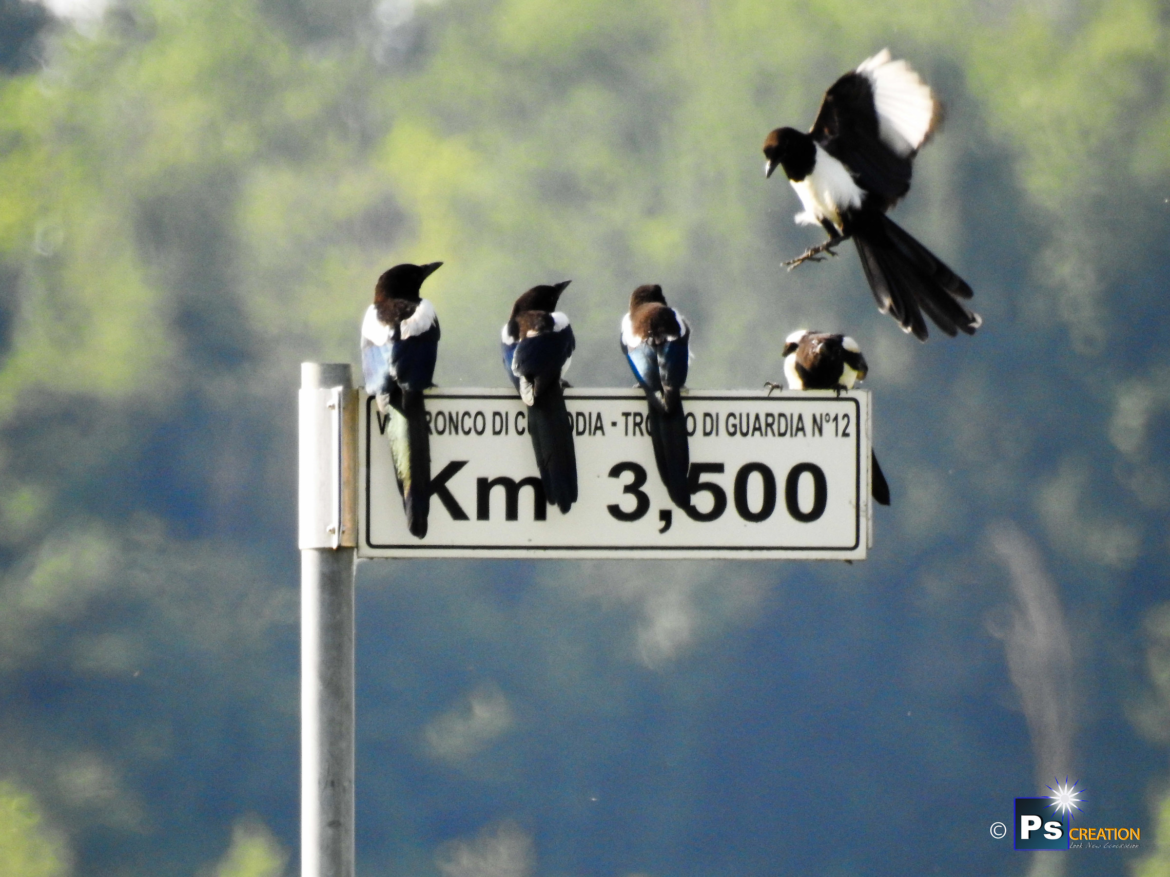 Pica pica/Gazza/Eurasian Magpie