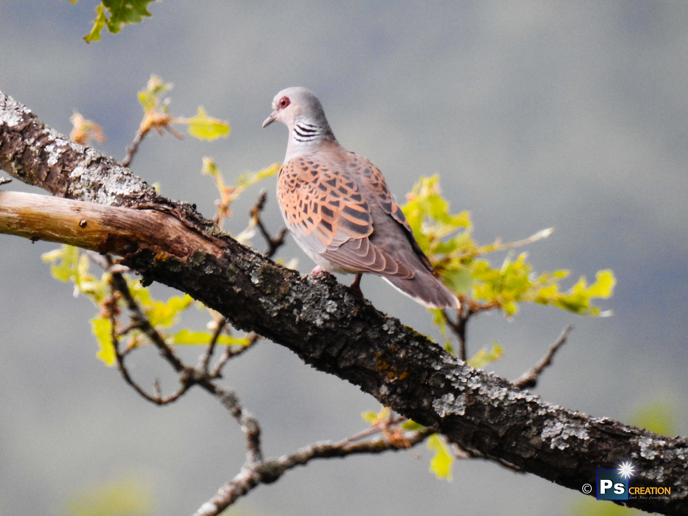 European Turtle Dove/Streptopelia turtur
