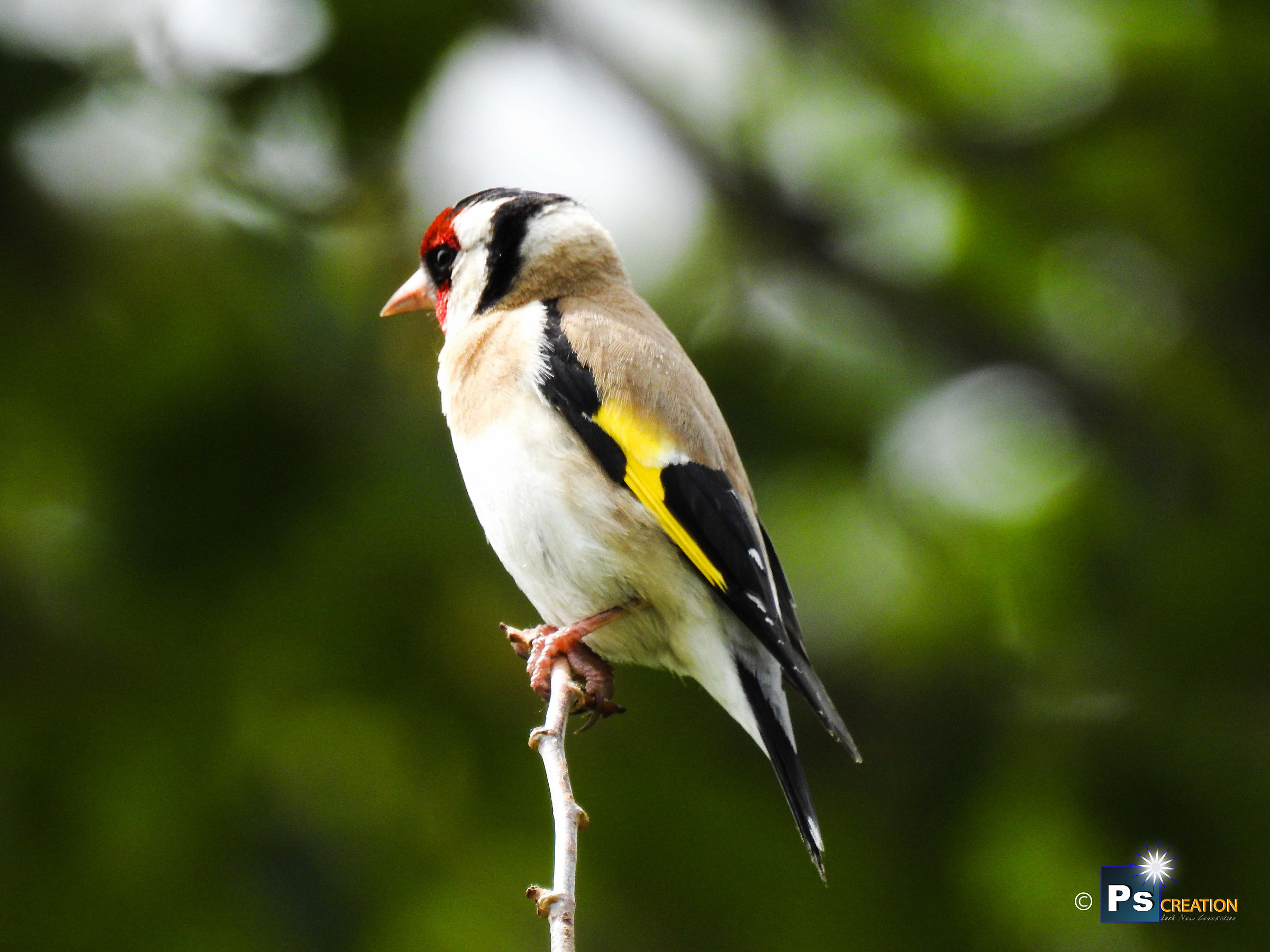 European Goldfinch/Carduelis carduelis