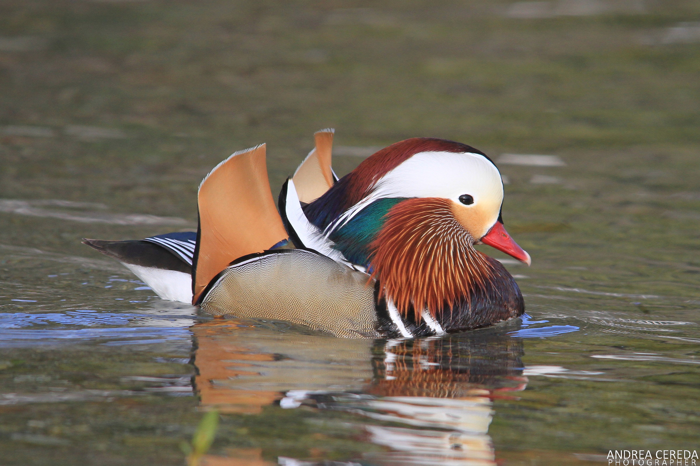 Aix galericulata - Anatra mandarina maschio