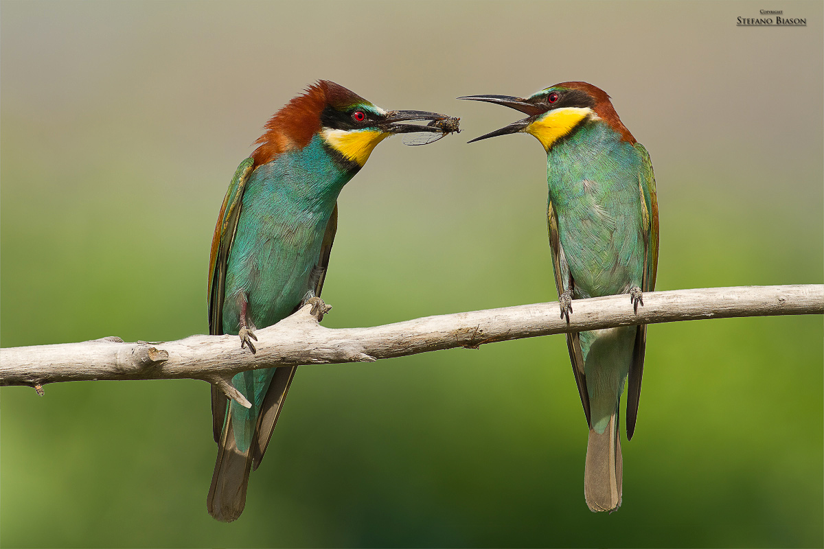Bee-eaters