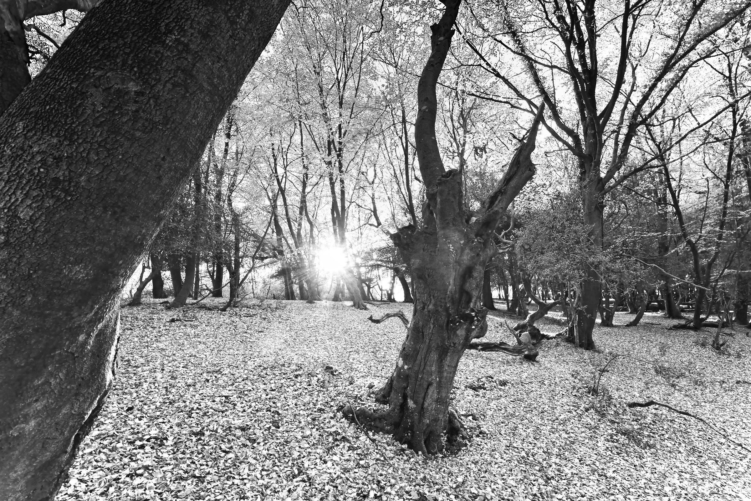 Antichi Forestale, impressioni