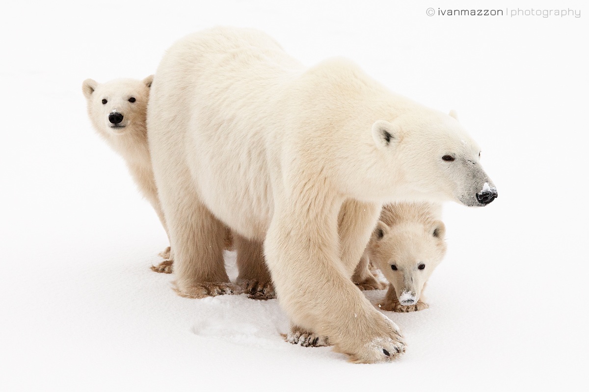 Mother and cubs