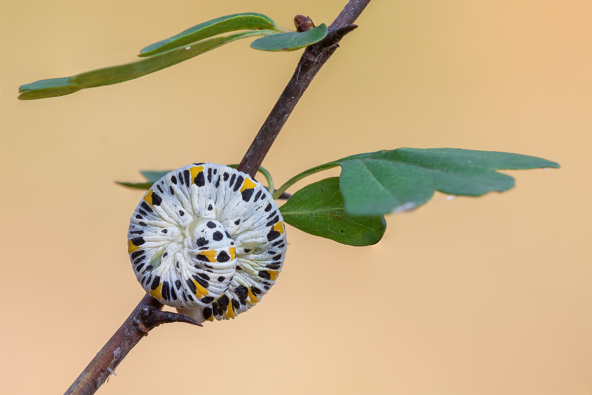 Cimbicidae, Tenthredinidae or swivel Motta ??