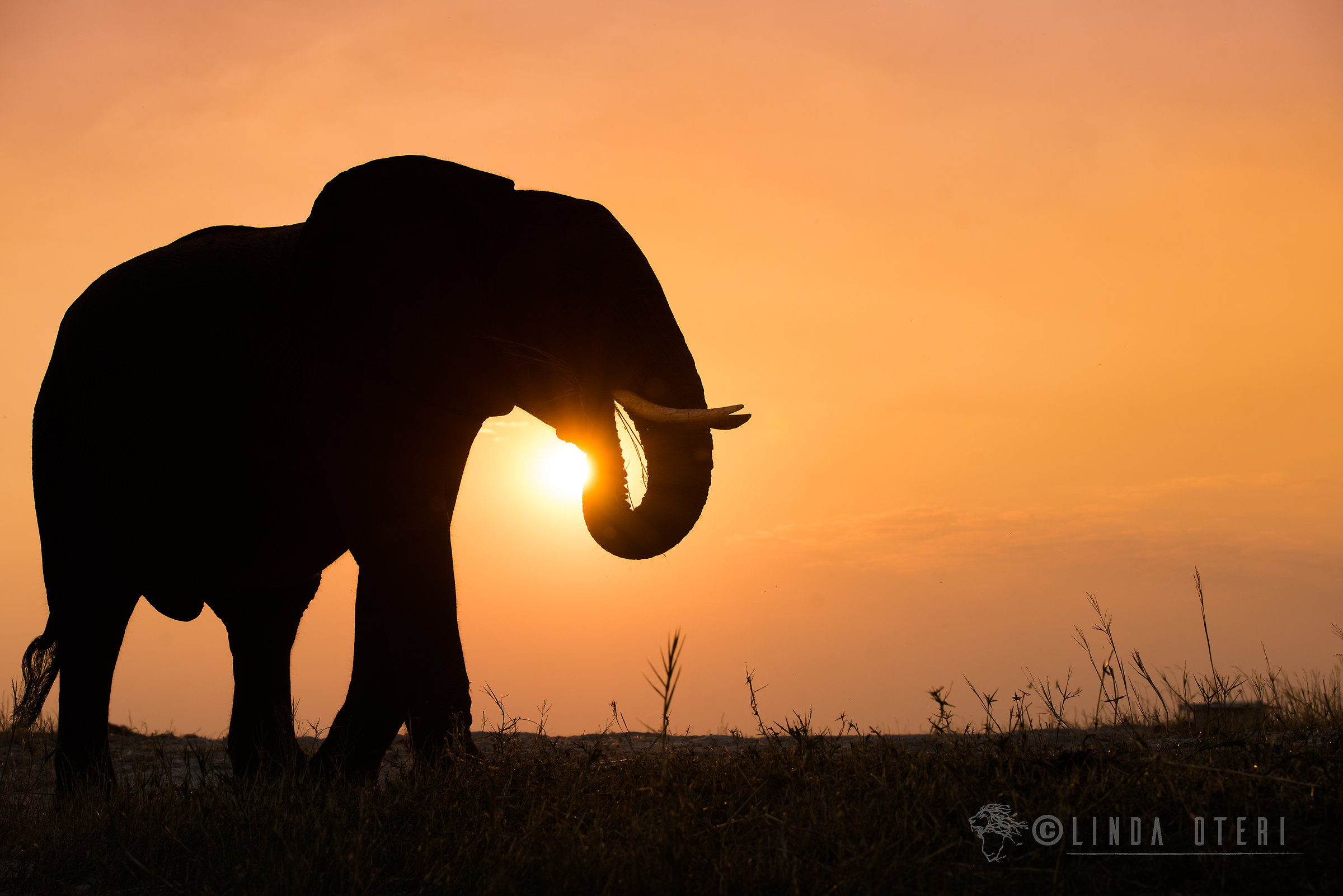 Amazing sunset on the Chobe