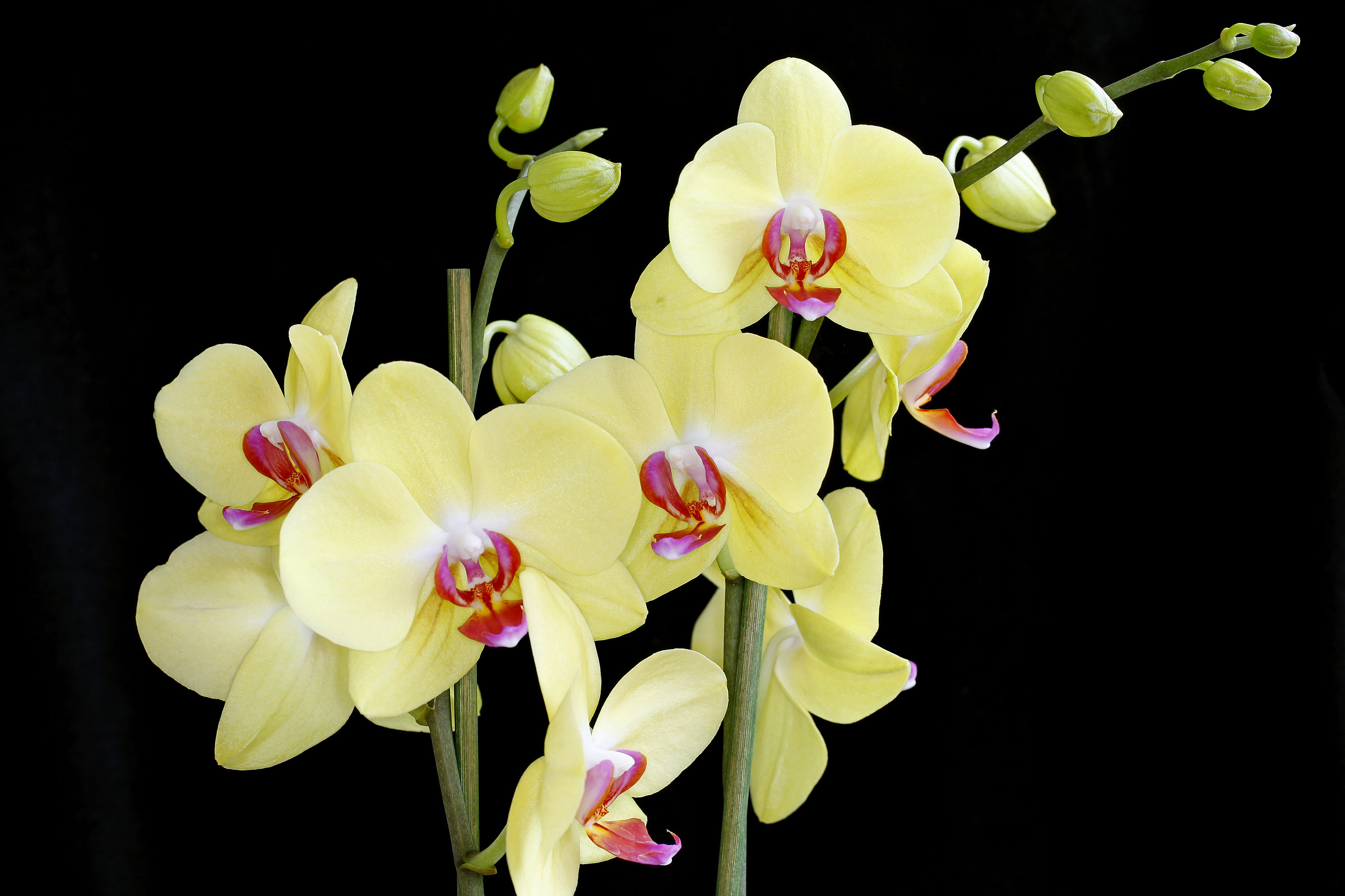 Orchidea in giallo