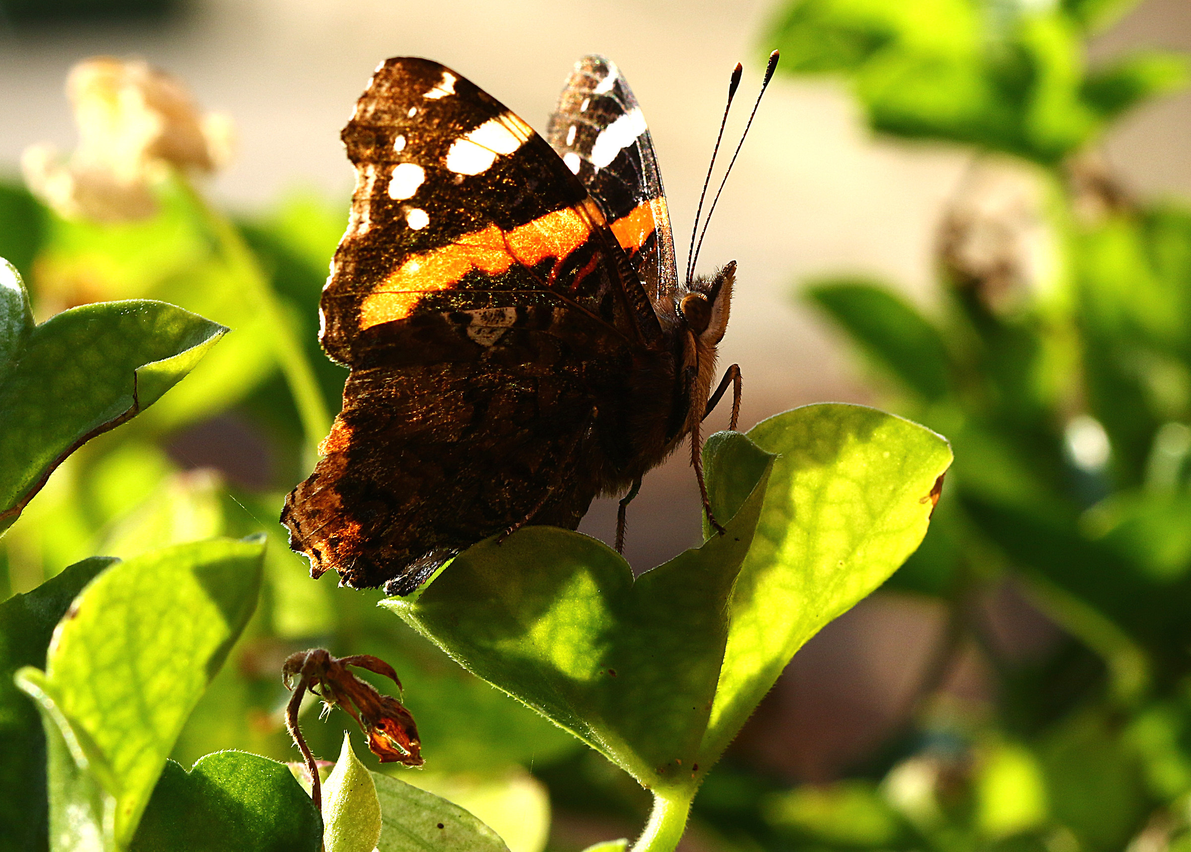 Vanessa Atalanta called "Volcano".