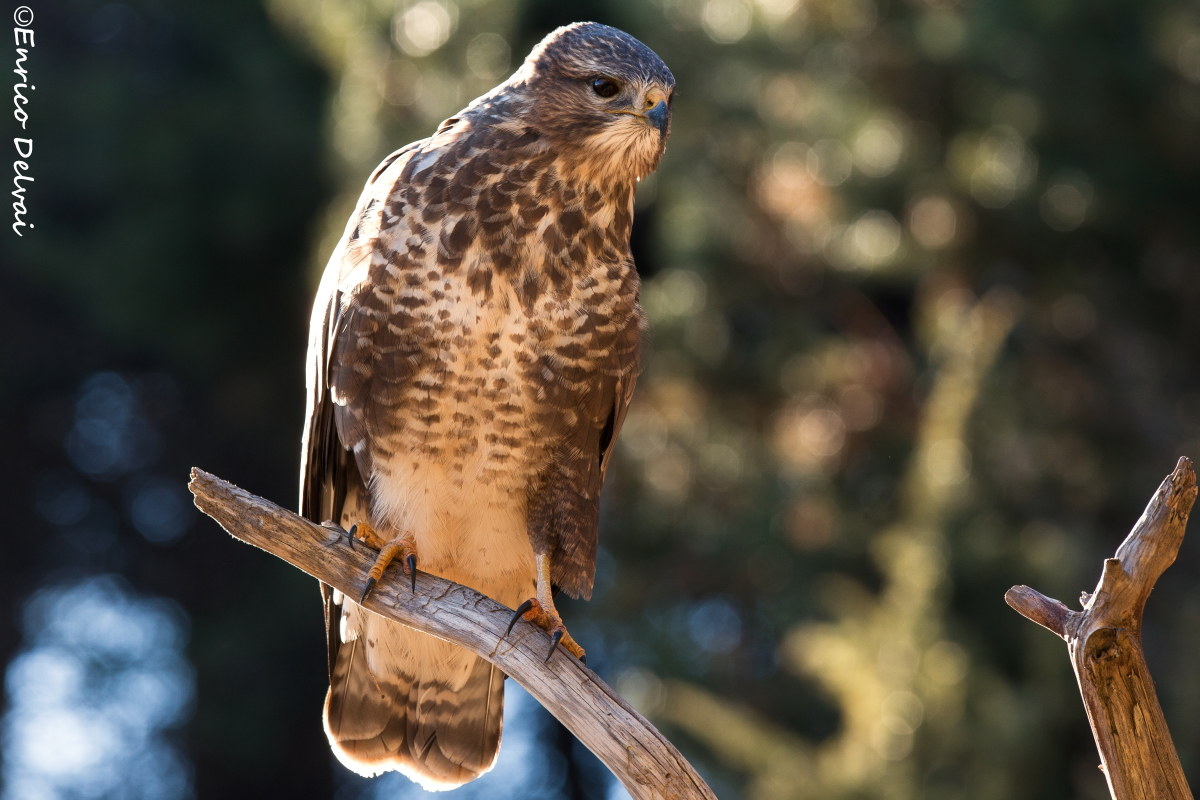 Una mia bella amica!