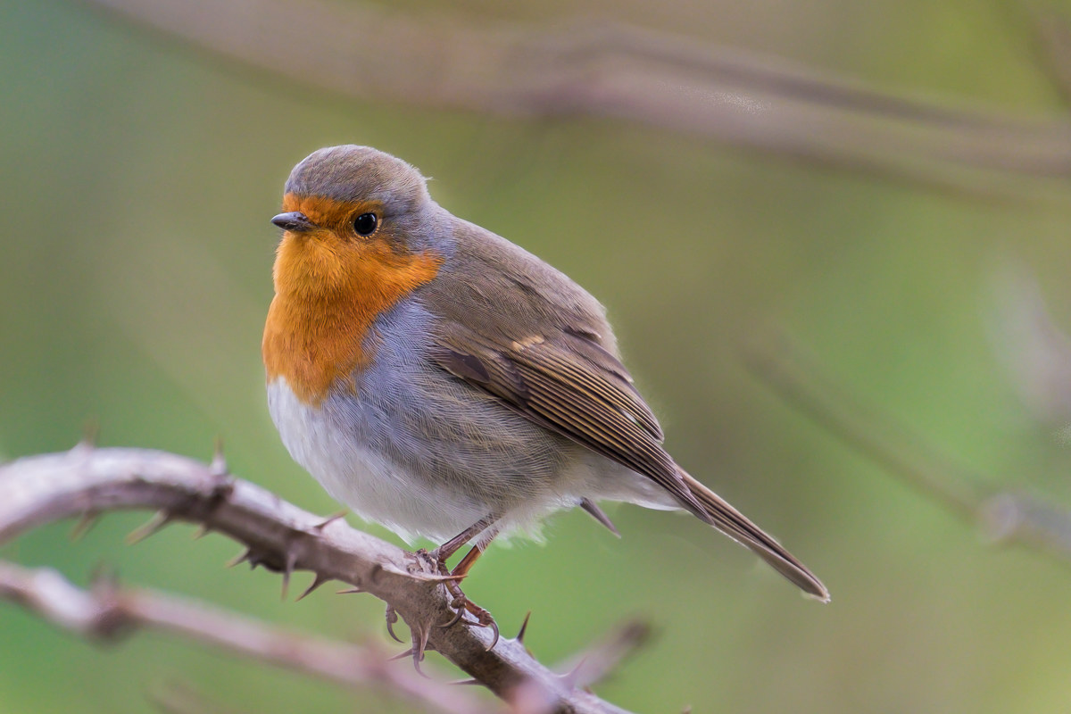Pettirosso - Erithacus rubecula