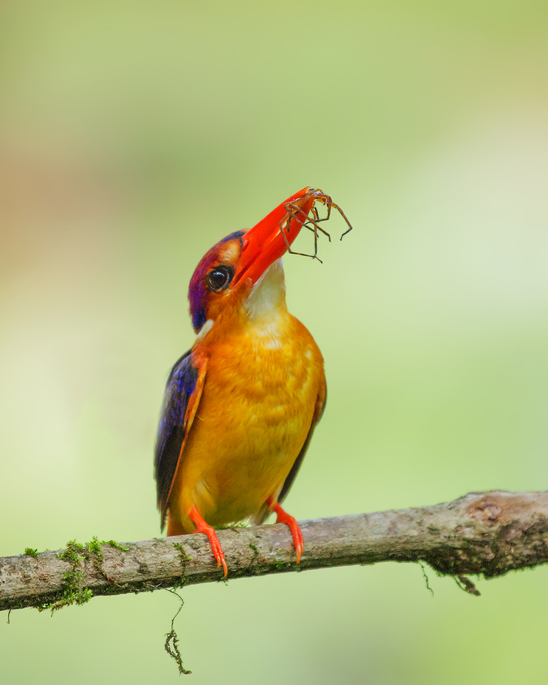 Spider for my little ones.....