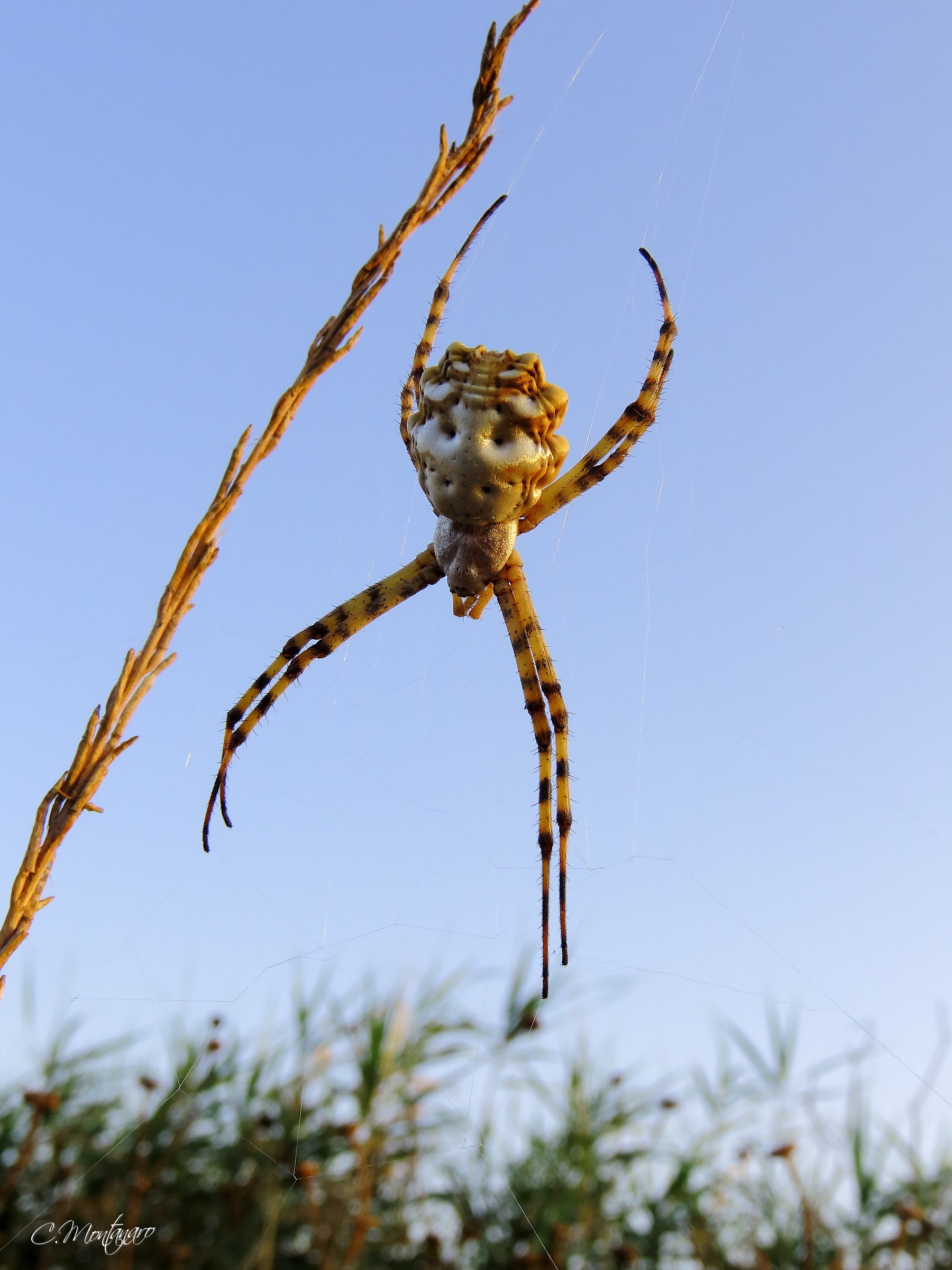 Argiope lobata