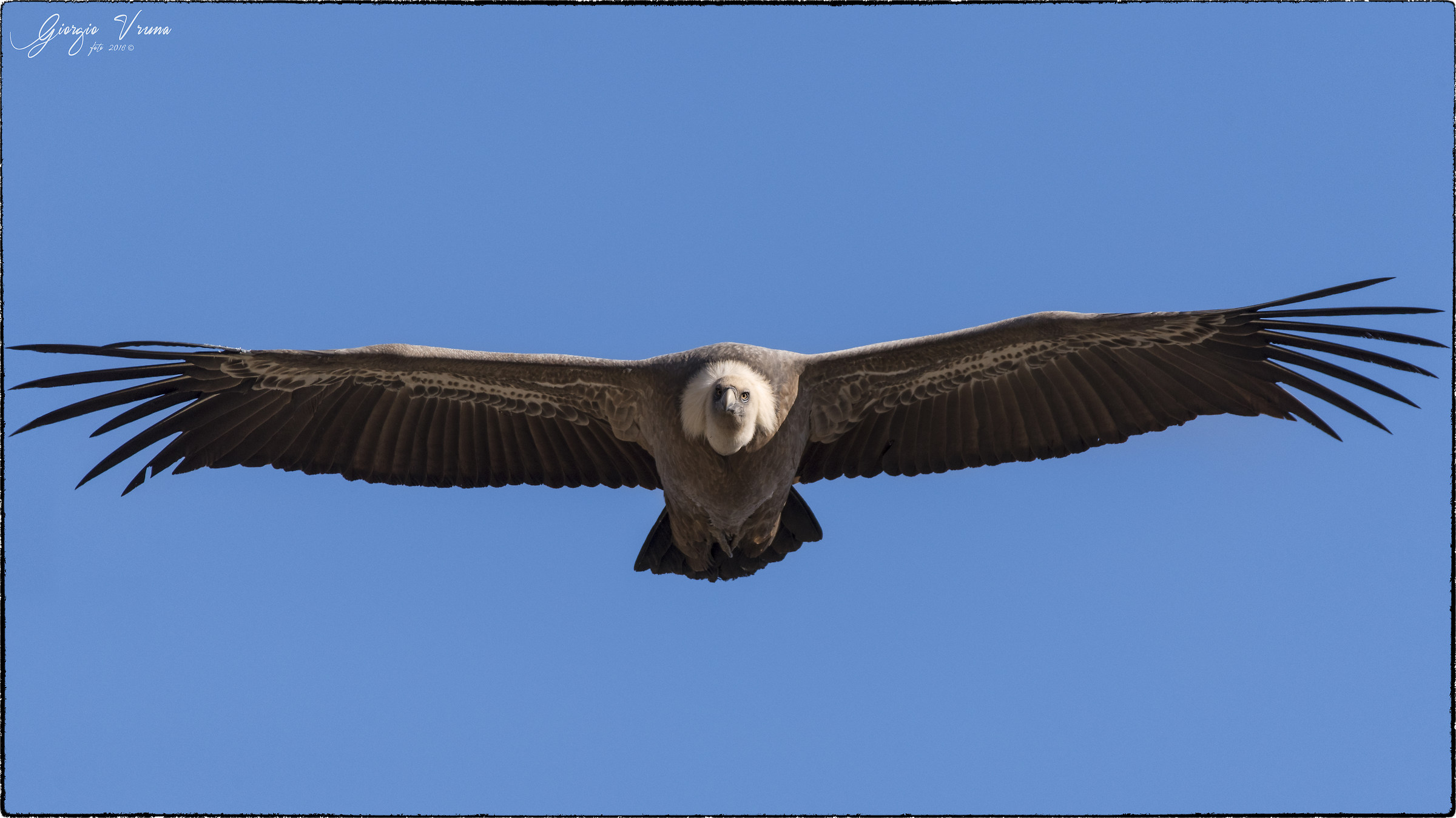 Face to face (Griffin)