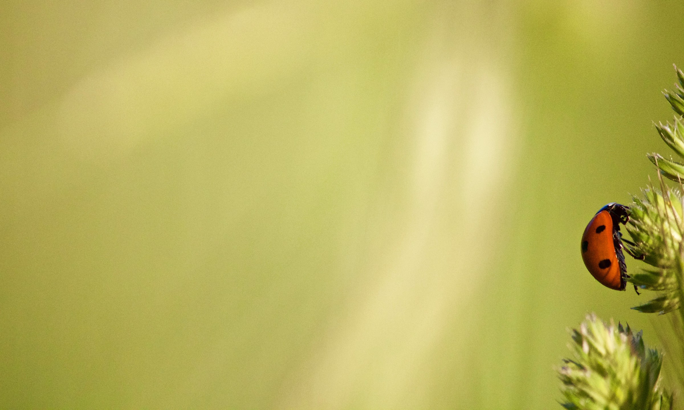 Coccinella sperduta 2