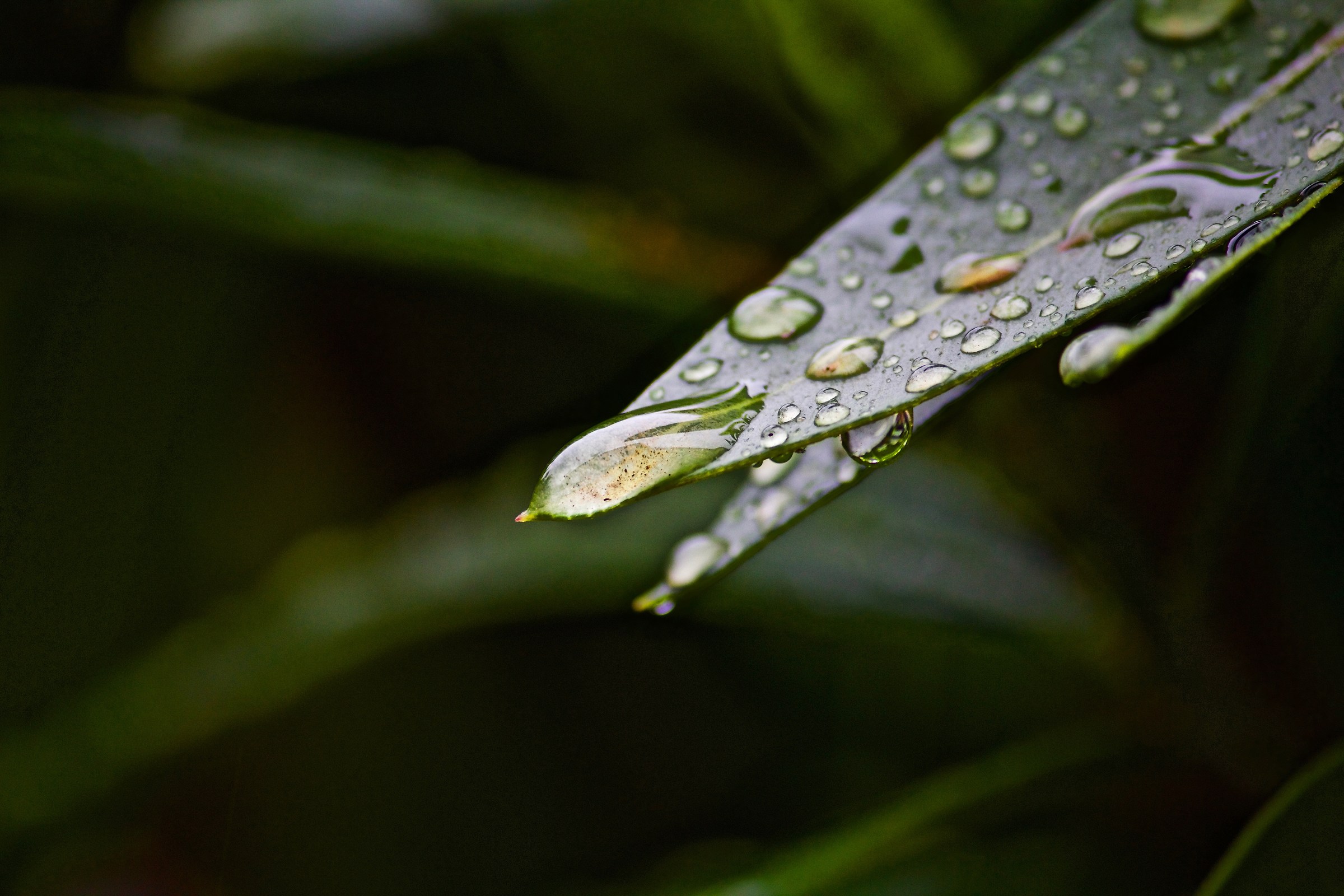 Una giornata piovosa