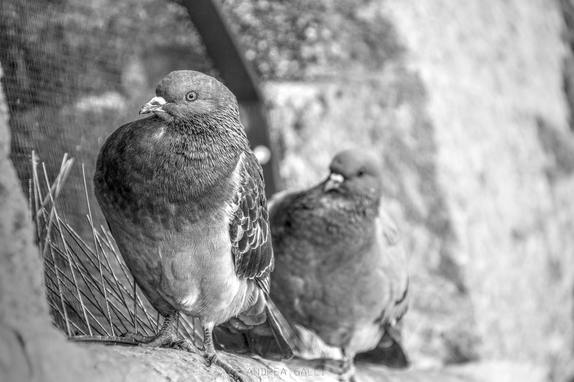 Piccione Monocromatico