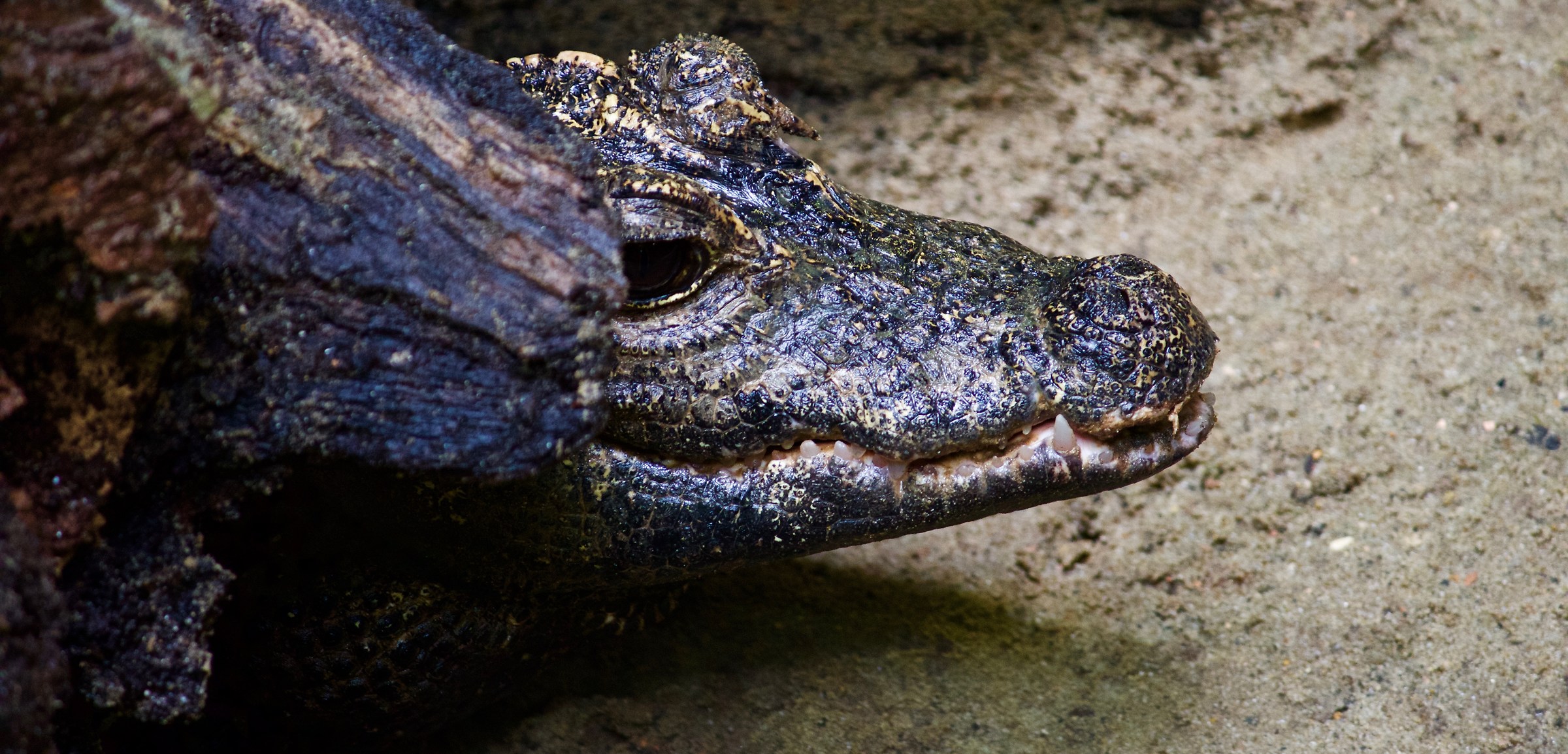 Cucciolo di Coccodrillo del Nilo