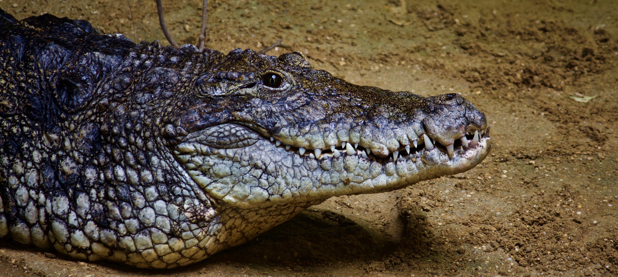 Coccodrillo del Nilo