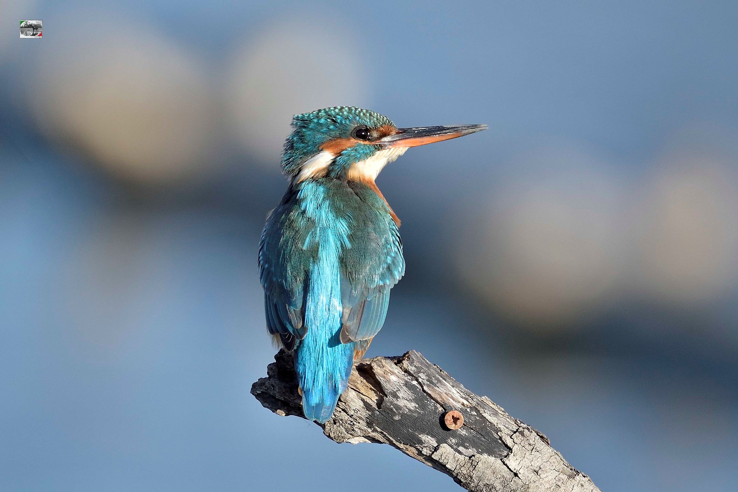 Kingfisher