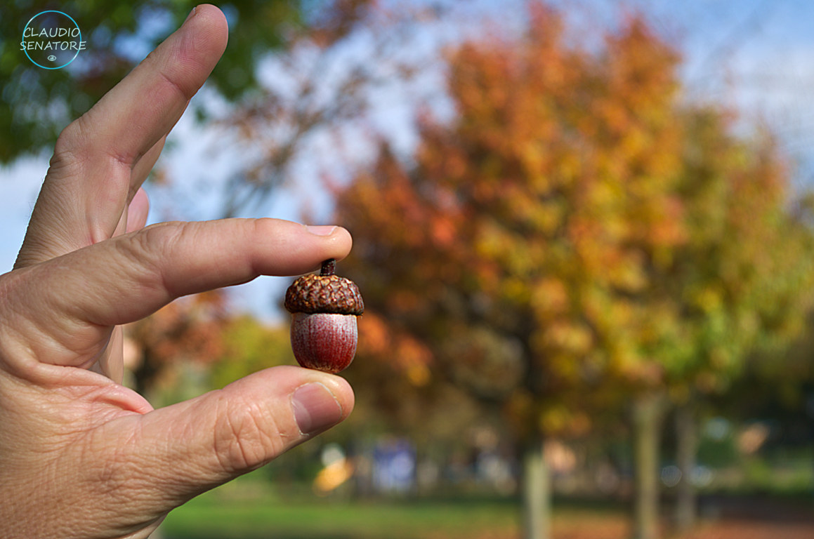 In autunno, non andare dai gioiellieri a vedere l'oro..
