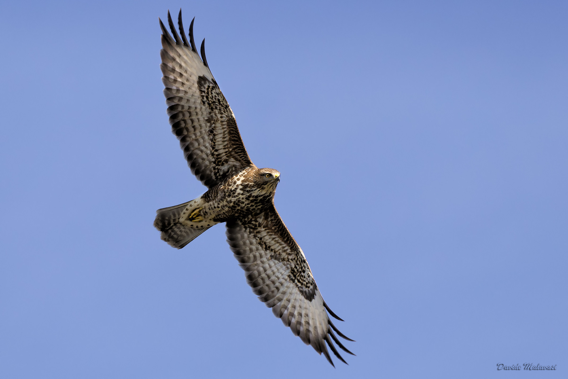 Buzzard