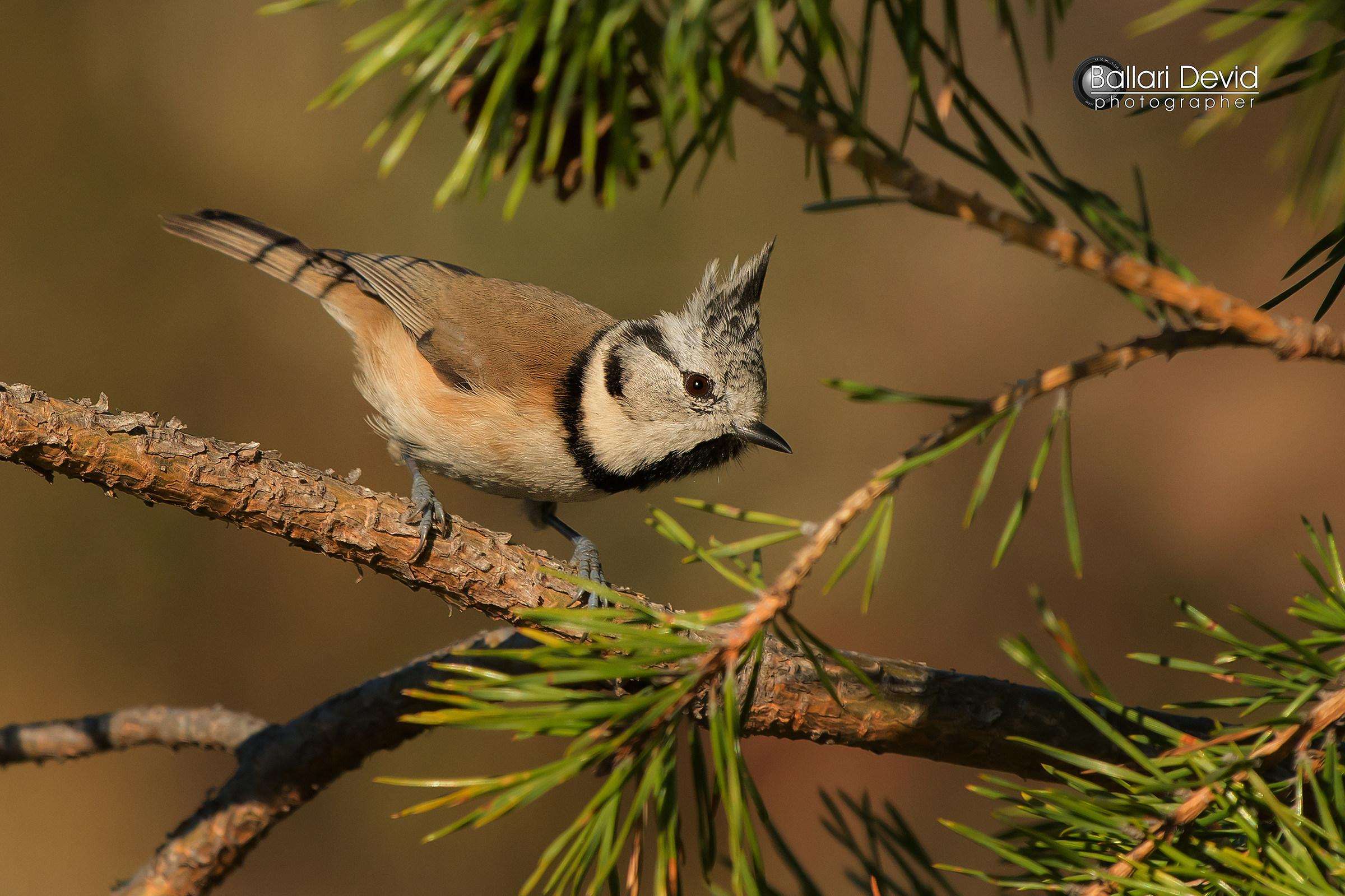Crested Tit