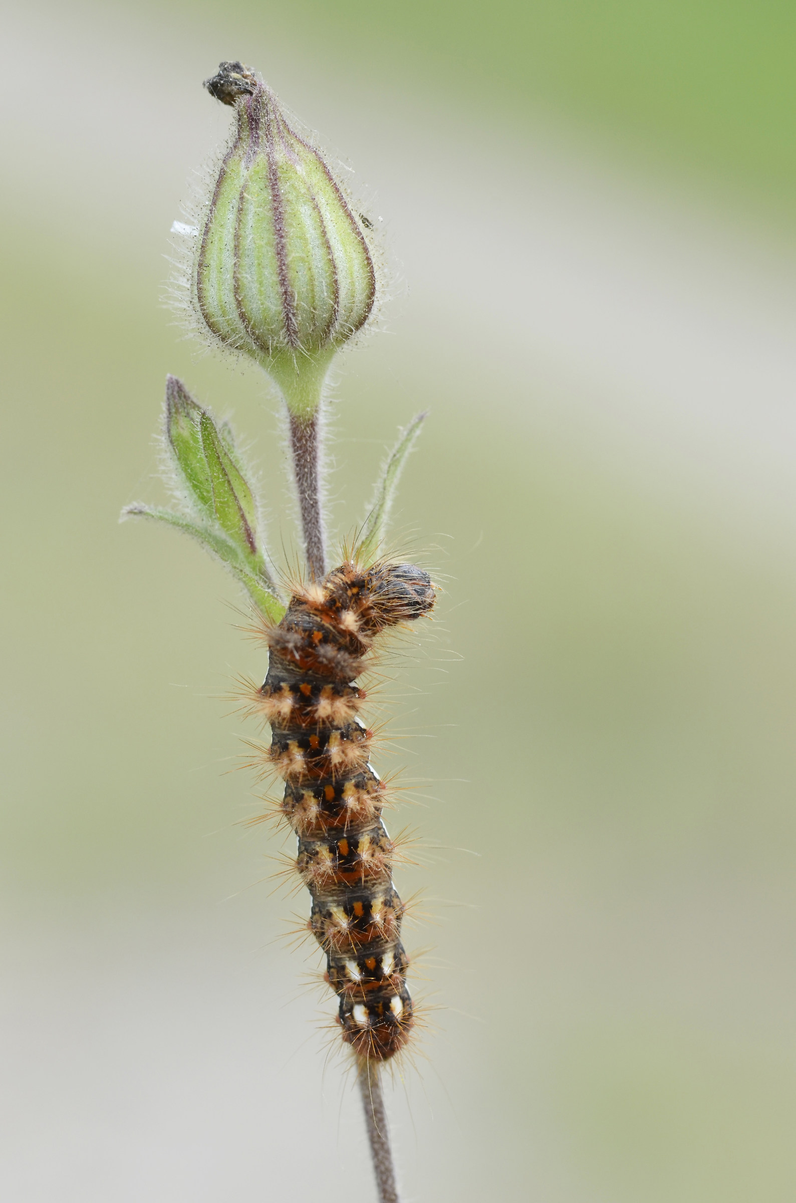 caterpillar Euproctis chrysorrhoea