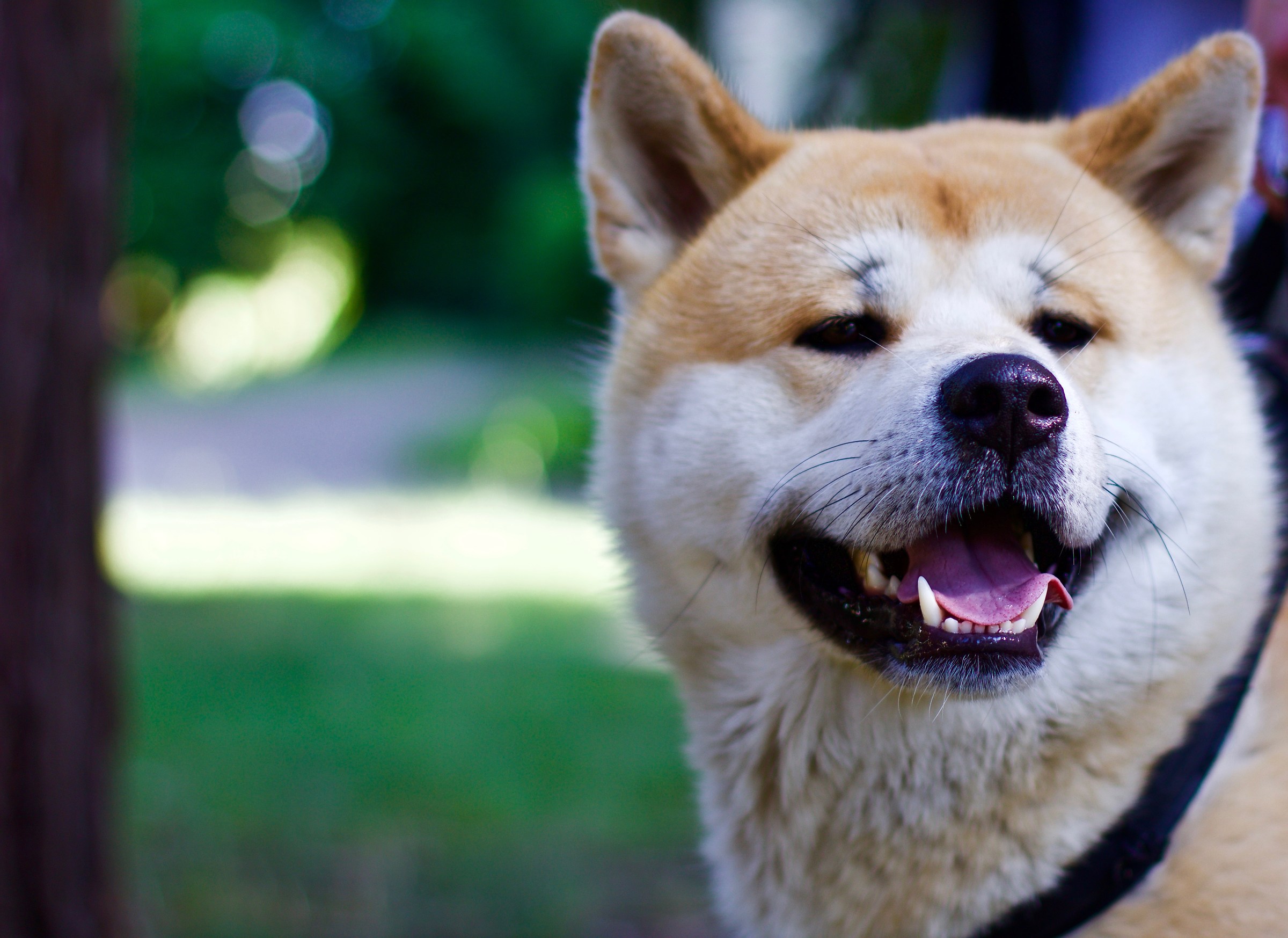 La solita passeggiata al parco con il cane