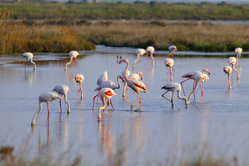 flamingos