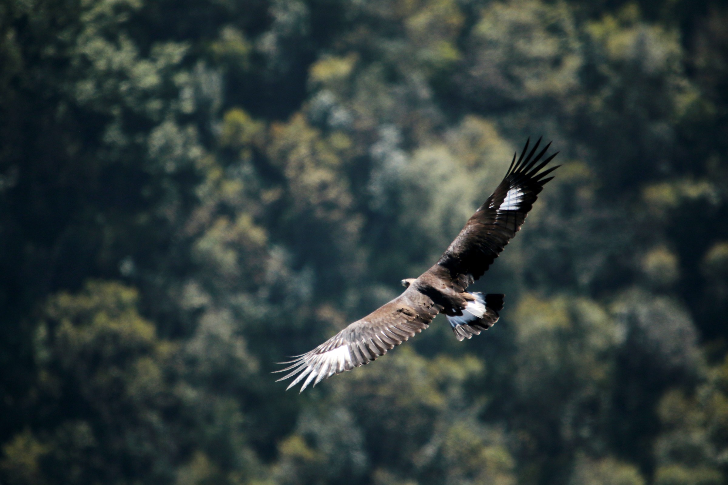 Giovane di aquila Reale