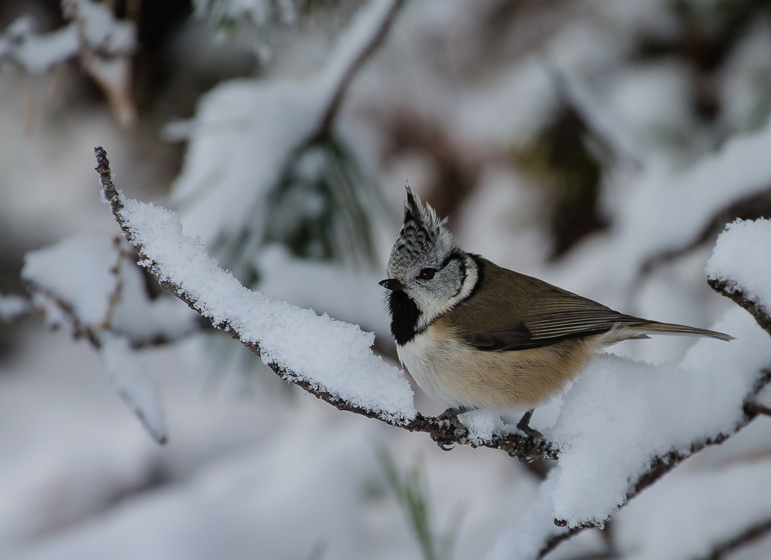 Crested tit