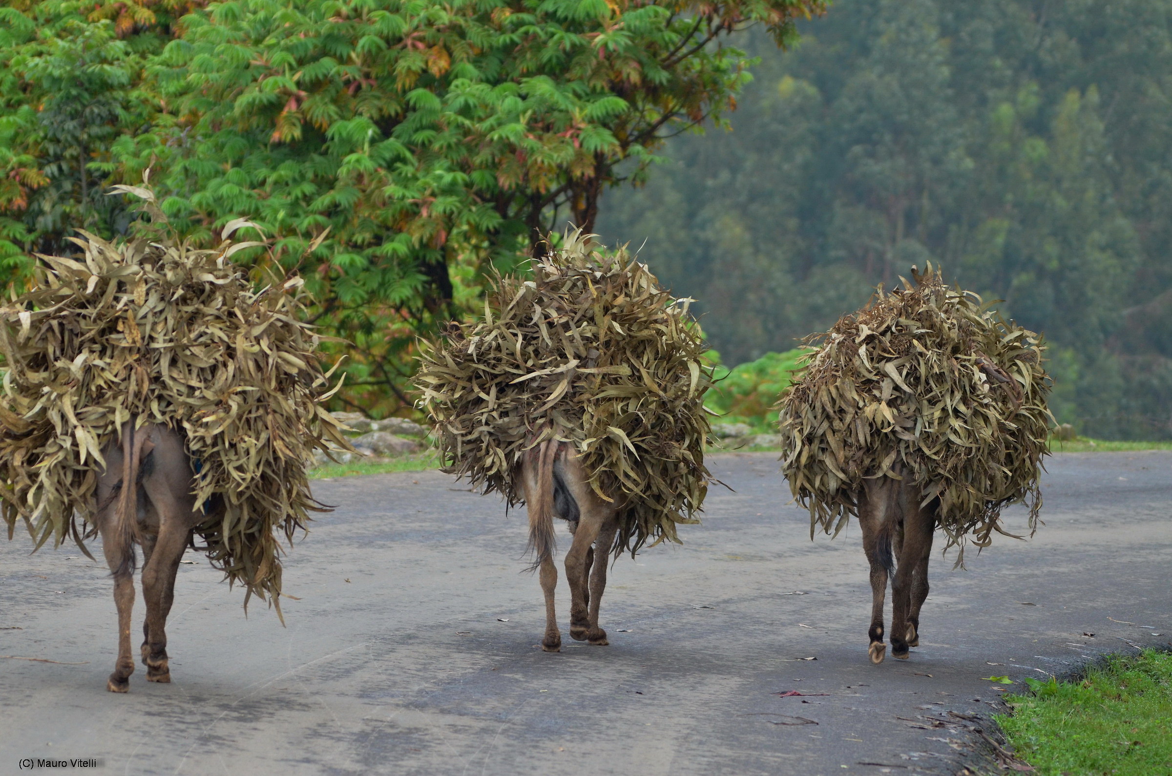 I tre somarelli (Etiopia)