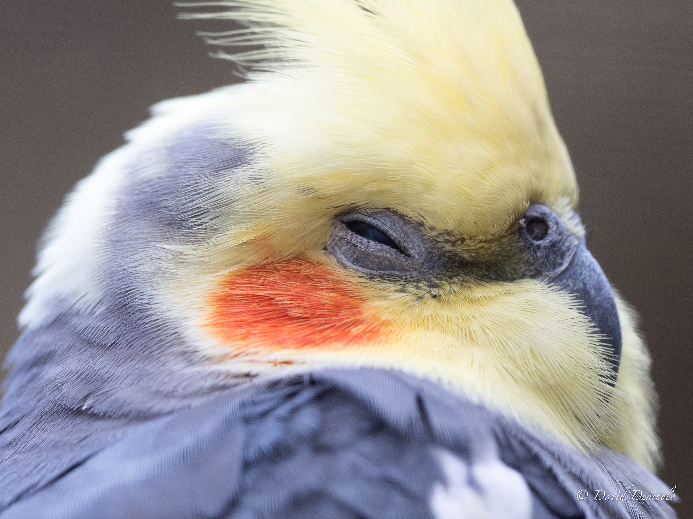 cockatiel bird