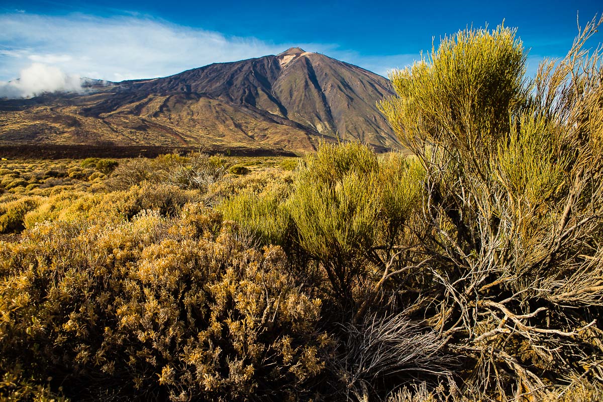 View of the Teide