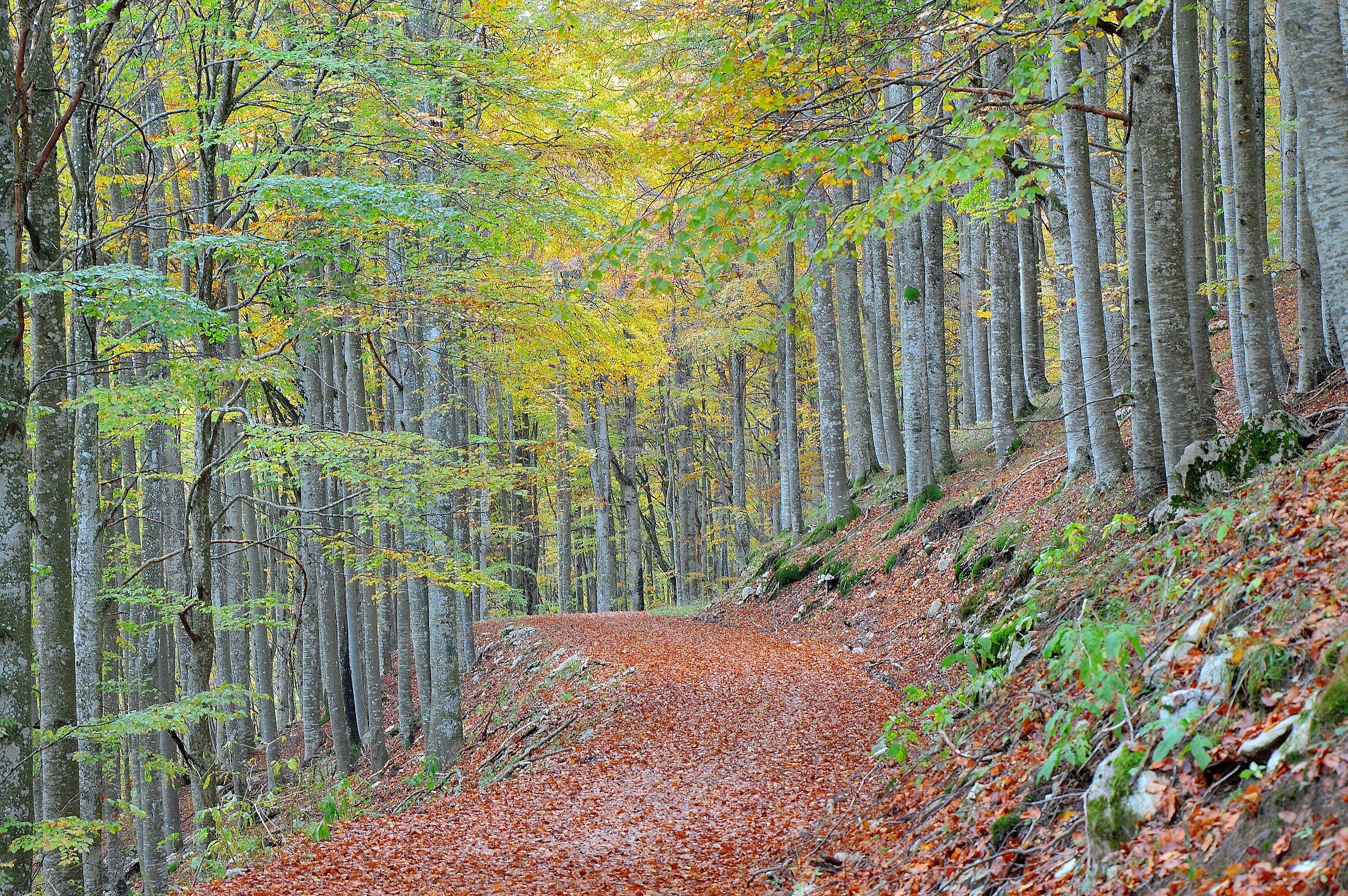In the forest of Cansiglio