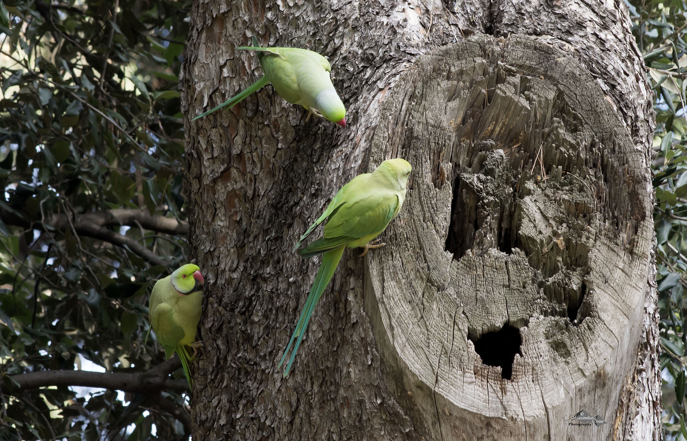 green parrots in meeting condominium