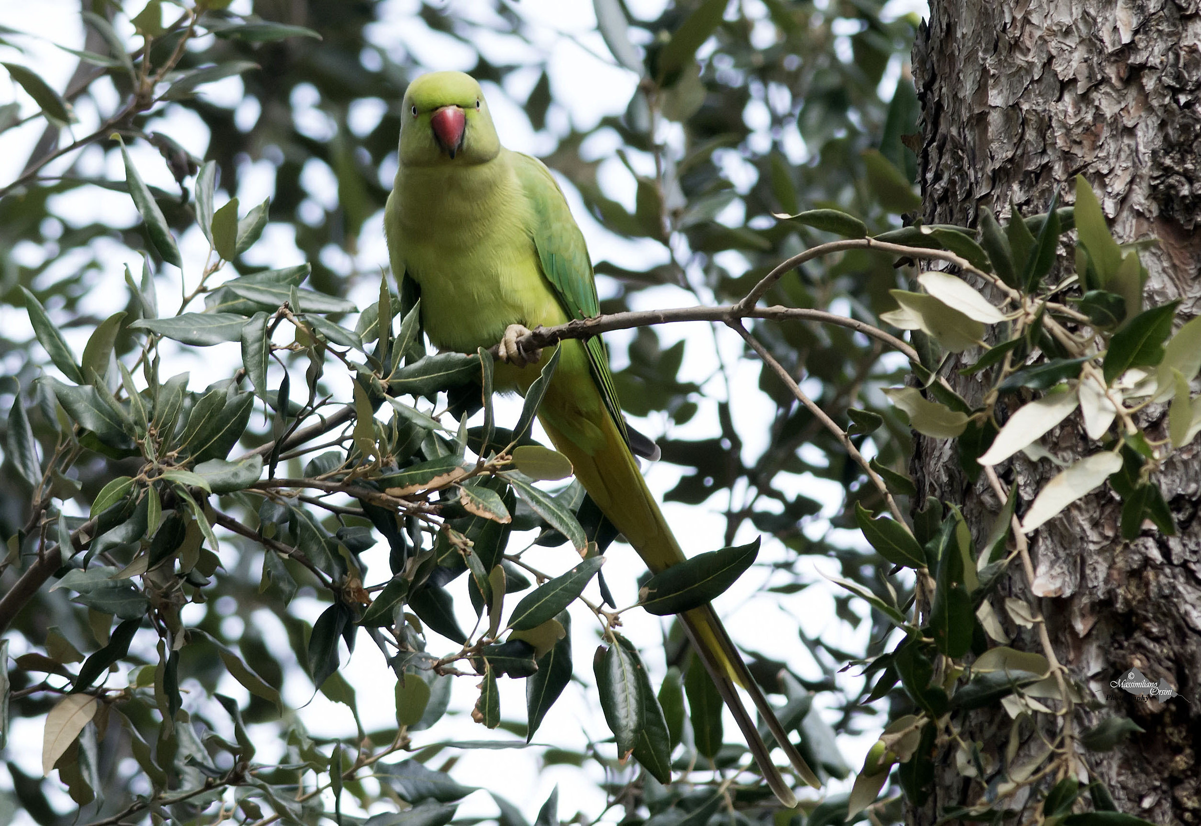 parrot intrigued