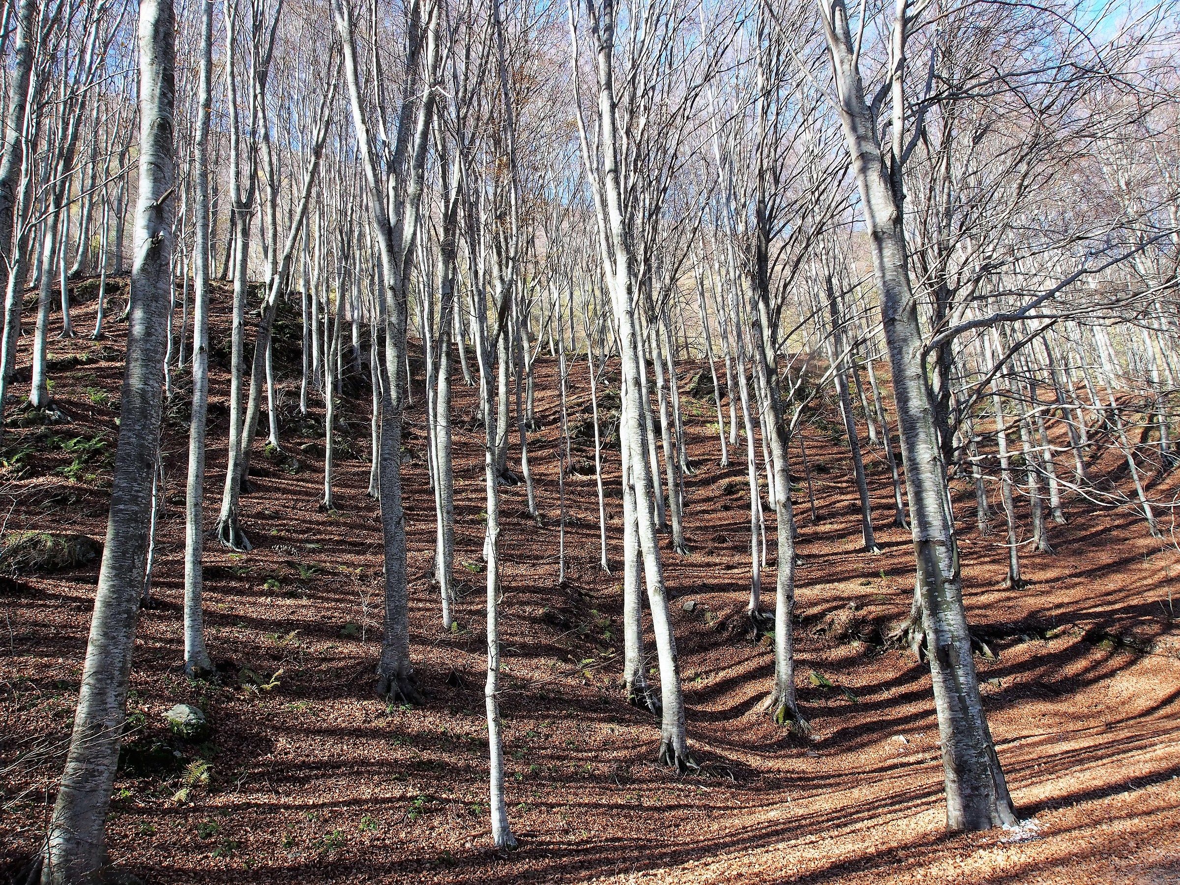 Faggeta in Garfagnana