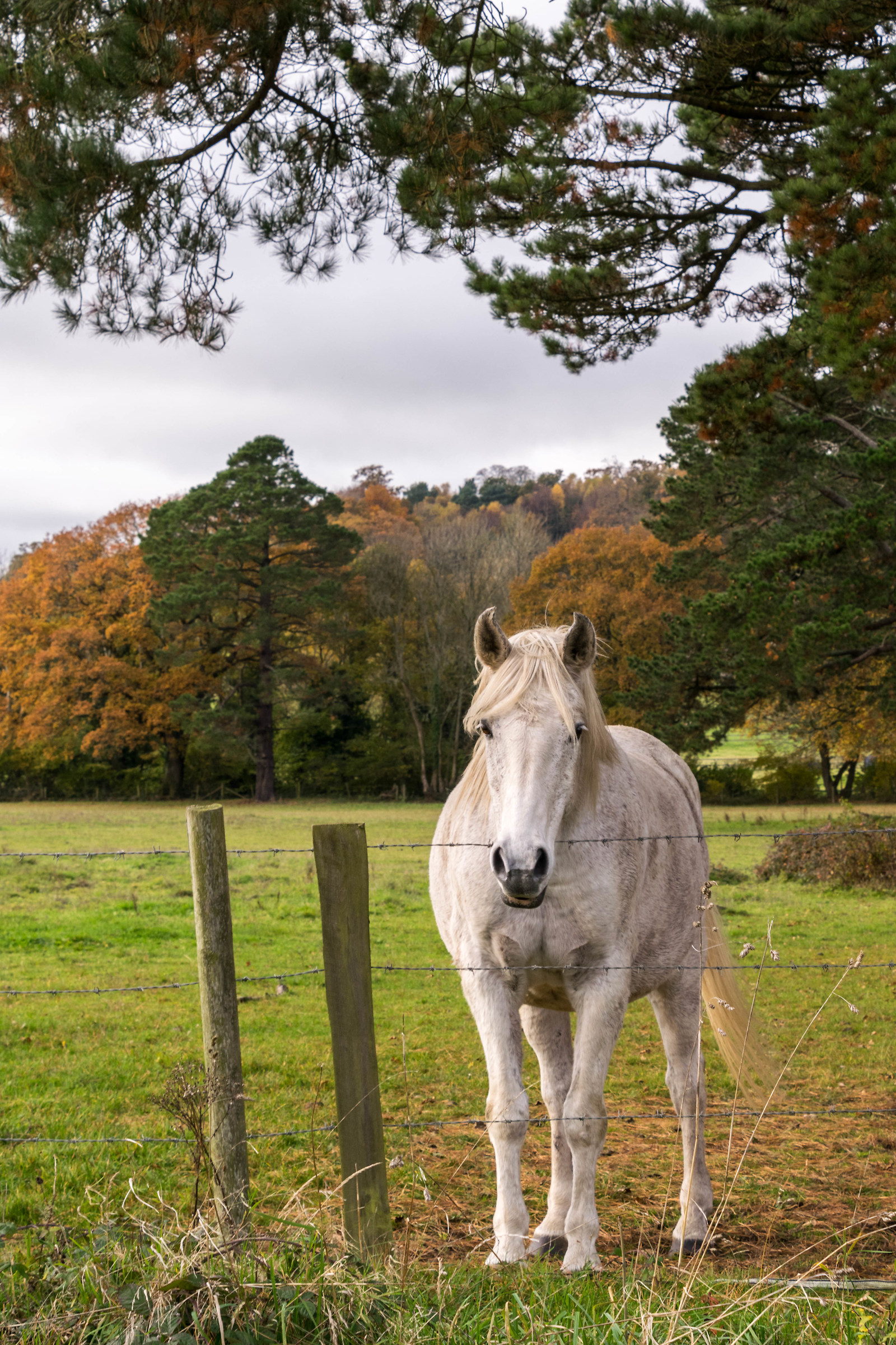 The White Horse (colour version)