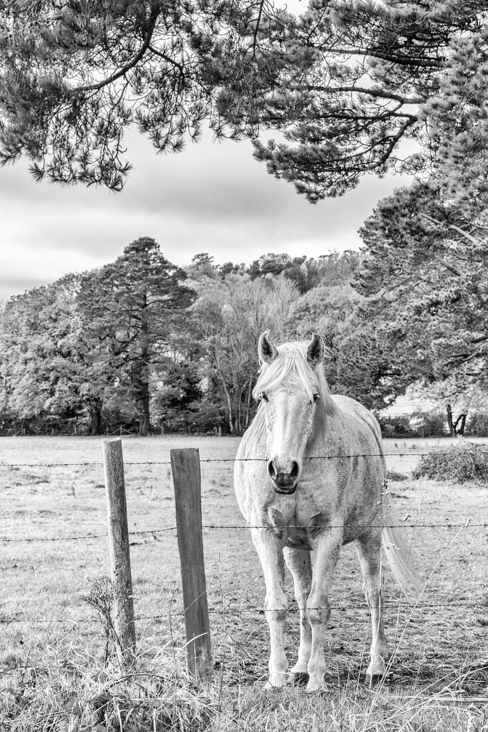 The White Horse (black & white version)