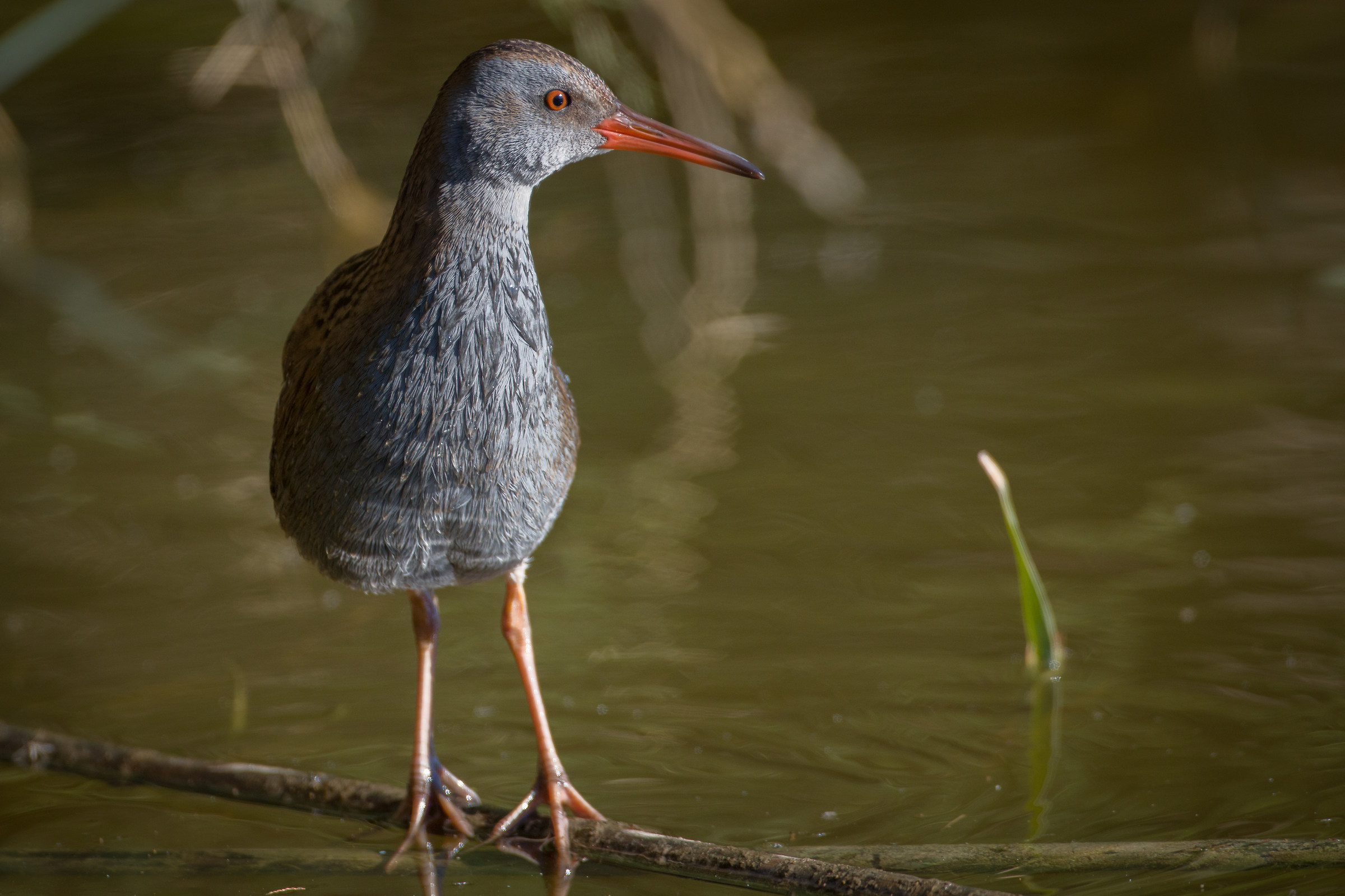 Water rail in the sun