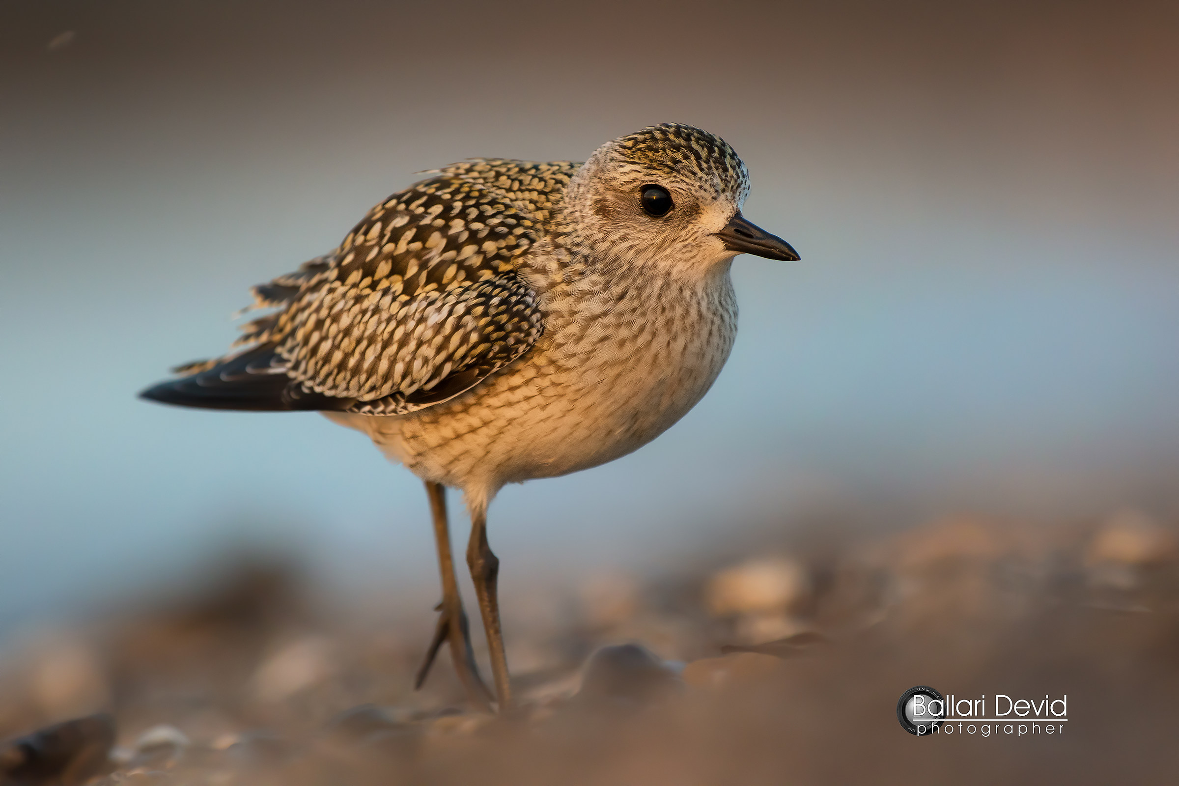 gray plover at first light