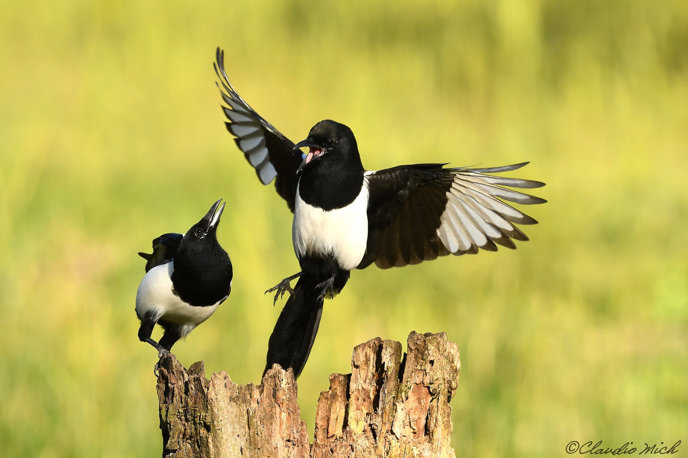 Quarrel between magpies