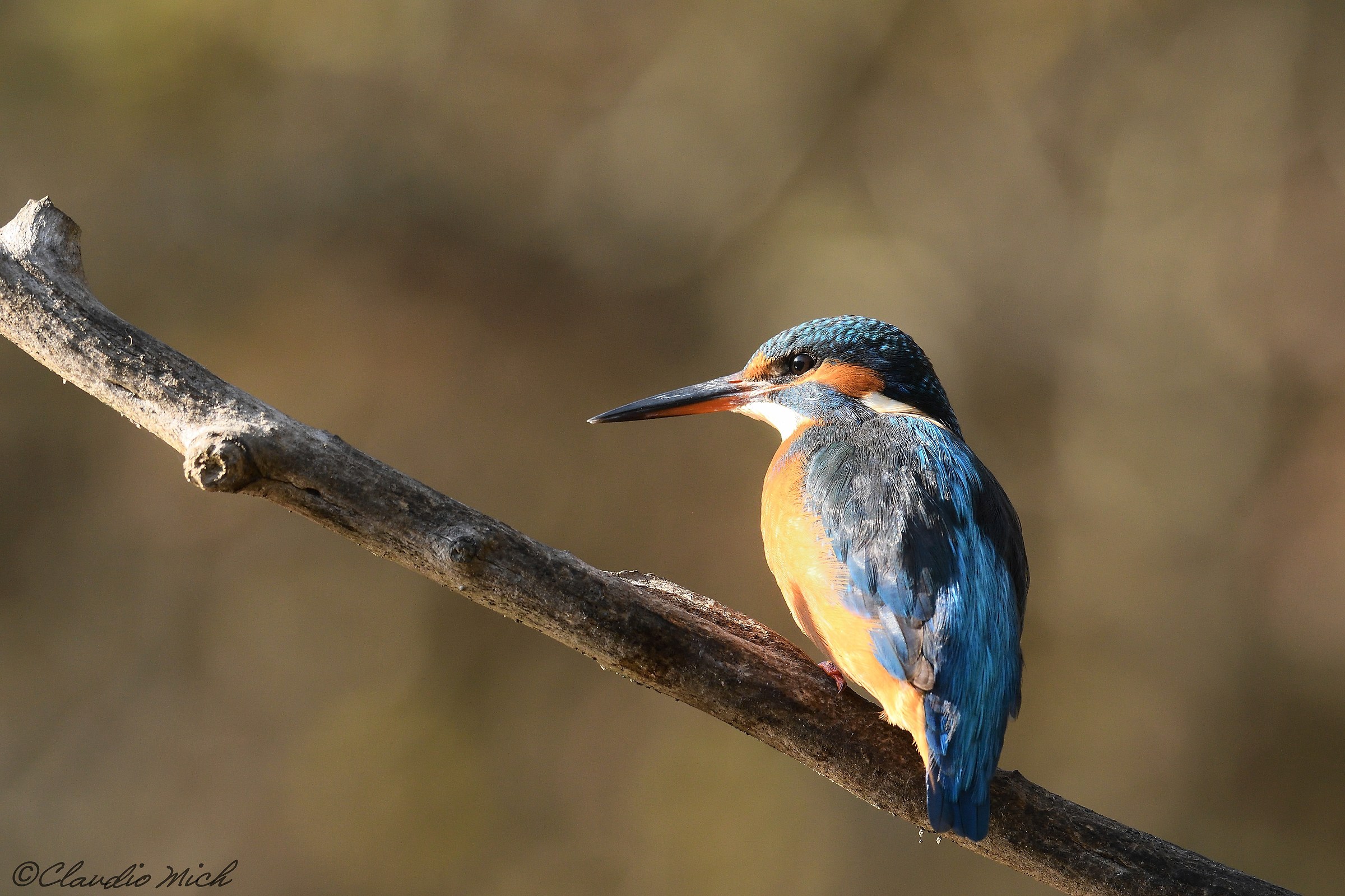 Kingfisher