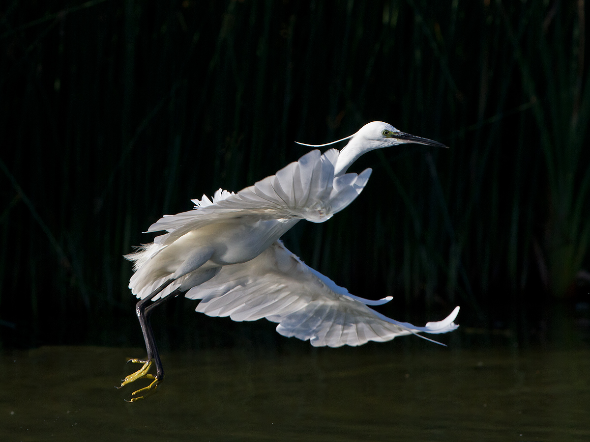 Little Egret Egretta